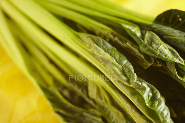 Verde bruto tatsoi folhas no fundo borrado — Fotografia de Stock