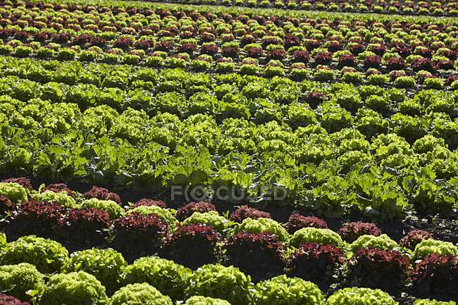 Салат растет в поле — стоковое фото
