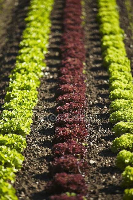 Salat wächst auf dem Feld — Stockfoto