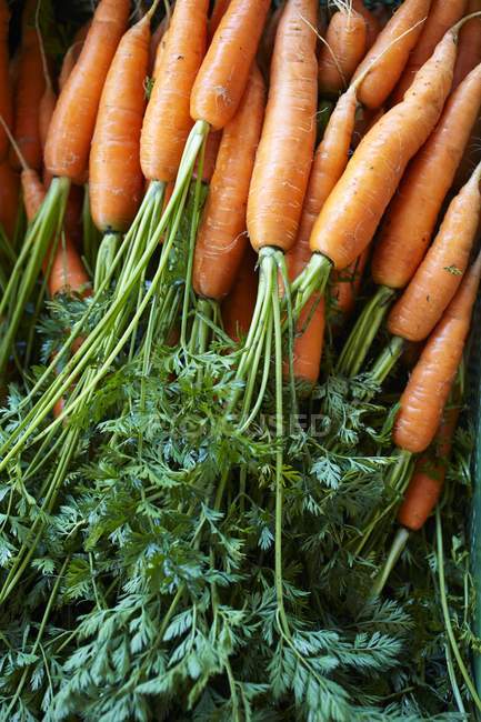Zanahorias recién recolectadas - foto de stock