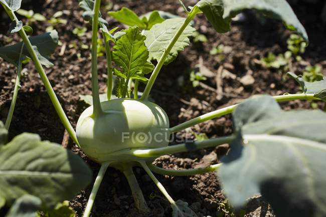 Kohlrabi growing in vegetable garden — Stock Photo