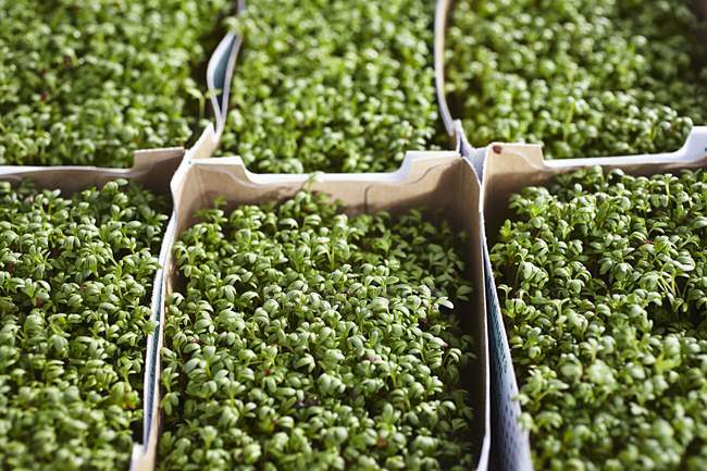 Elevated view of cartons of fresh cress plants — Stock Photo