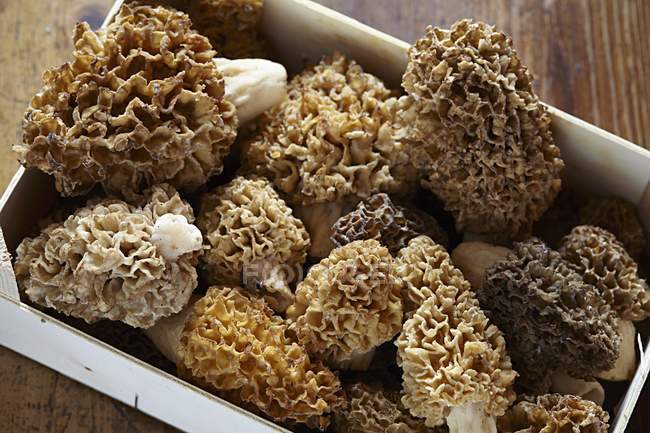 Fresh picked morel mushrooms — Stock Photo