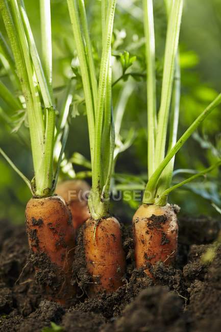 Carrots half out — Stock Photo