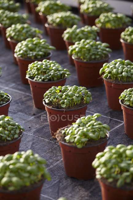 Підвищений вид на горщики ряди рослин базиліка — стокове фото