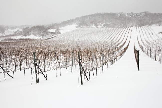 Vista diurna de un viñedo austriaco en invierno con nieve - foto de stock