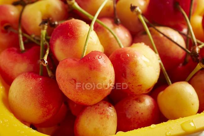 Freshly washed Rainier cherries — Stock Photo