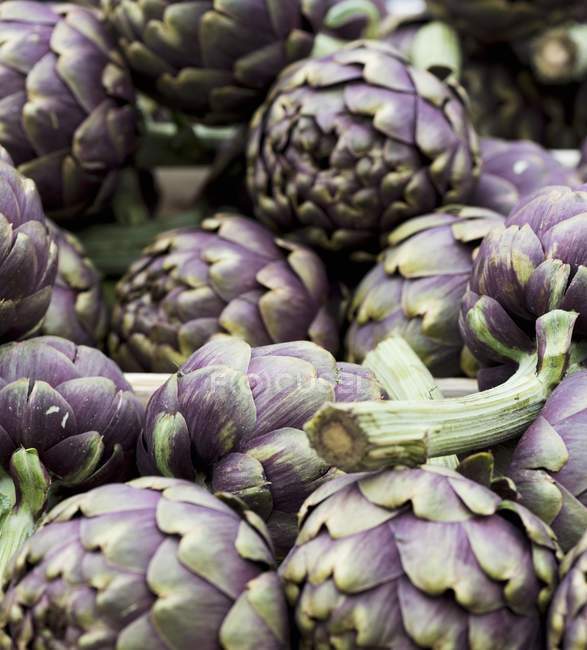 Fresh purple Artichokes — Stock Photo