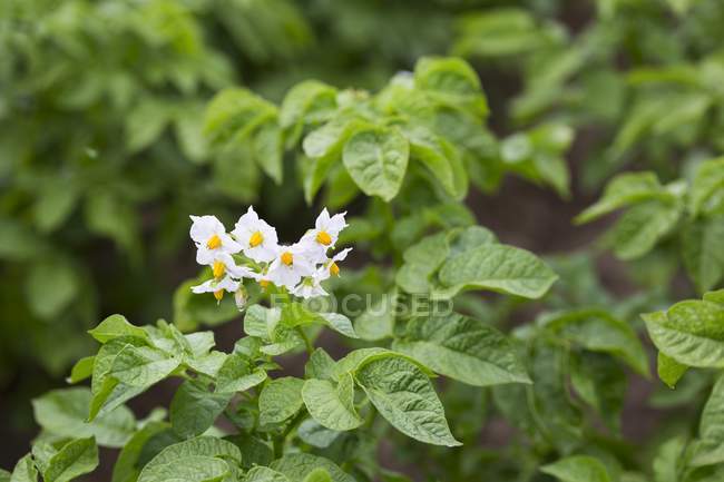 Flowering potato plants in a field outdoors — Stock Photo