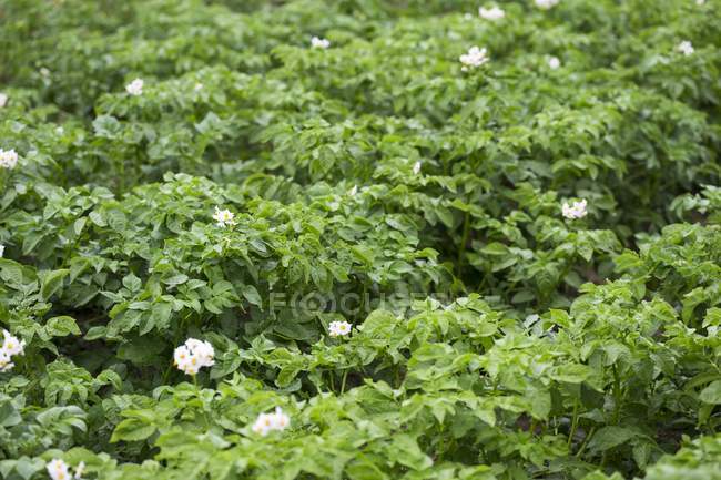 Flowering potato plants in a field outdoors — Stock Photo