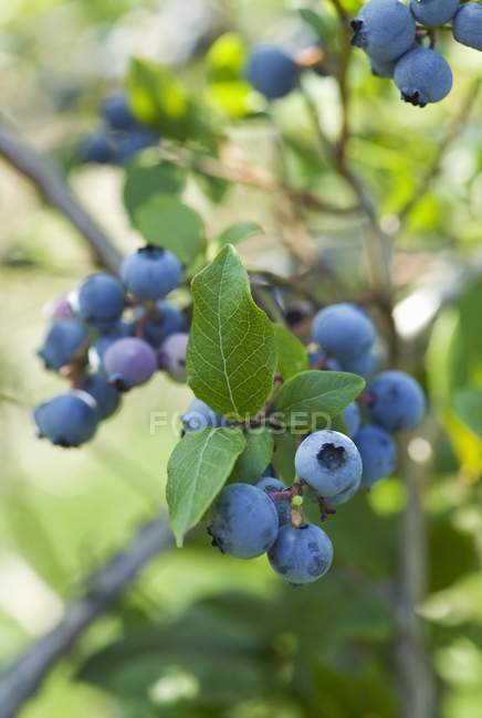 Blueberries growing on bush — Stock Photo
