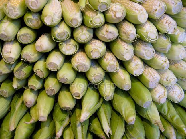 Stack of corn cobs outdoors — Stock Photo