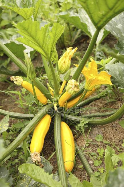 A courgette plant in a field with yellow fruits and flowers — Stock Photo