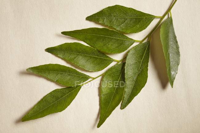 Ramita de hojas frescas de curry - foto de stock