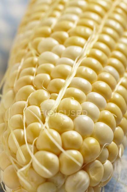 Mazorca de maíz fresco - foto de stock