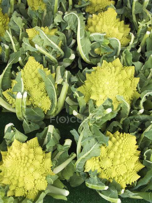 Romanesco brócoli en el mercado agrícola - foto de stock