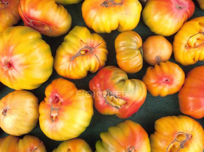 Tomates Herencia Amarilla - foto de stock
