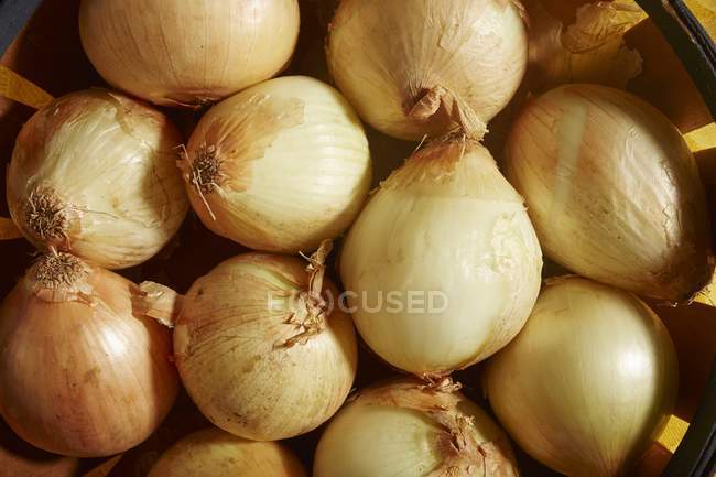 Organic raw onions — Stock Photo