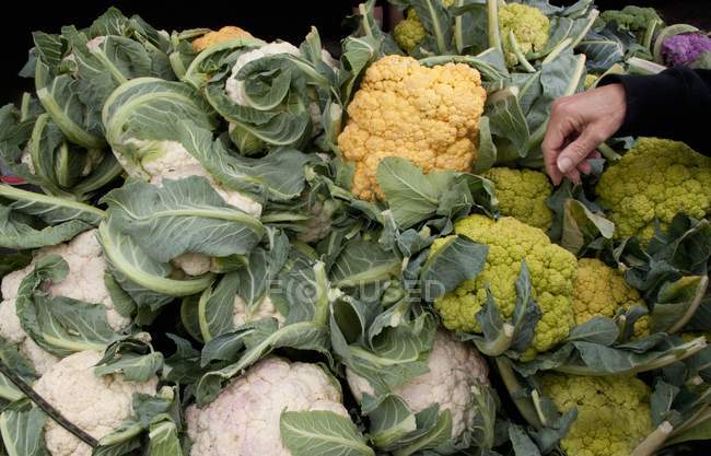 Colorful fresh cauliflower — Stock Photo
