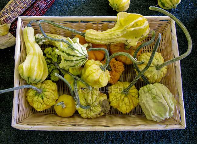 Fresh picked squash in Basket — Stock Photo