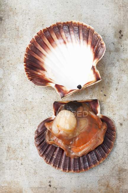 Closeup top view of opened scallop in shell on shabby surface — Stock Photo
