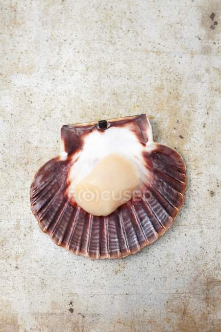 Closeup view of opened scallop on shabby surface — Stock Photo