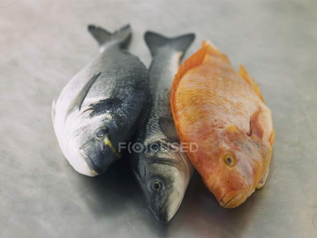 Sea bream with sea bass and tilapia — Stock Photo