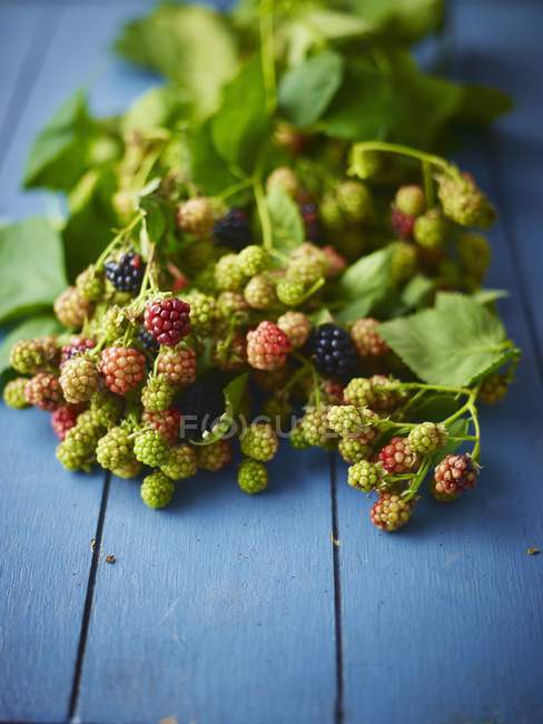 Sprig of ripe and unripe blackberries — Stock Photo