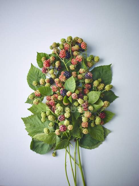 Sprigs of ripe and unripe blackberries — Stock Photo