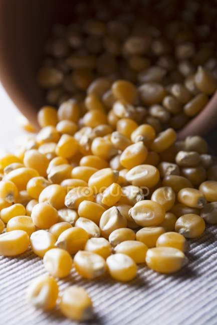 Сушені кукурудзяного ядрами — стокове фото