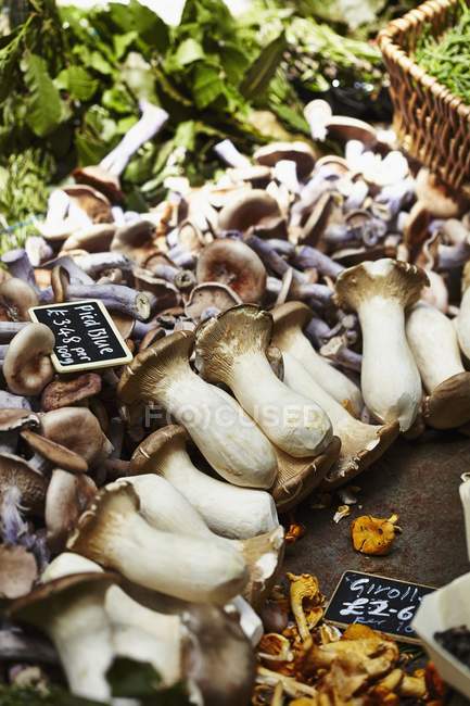 Champignons frais biologiques — Photo de stock