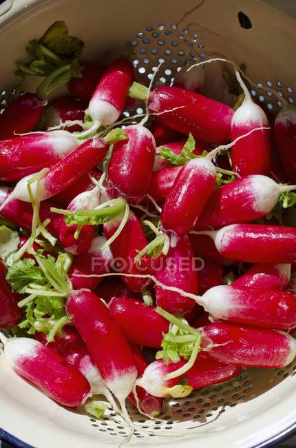 Fresh picked and washed radishes — Stock Photo