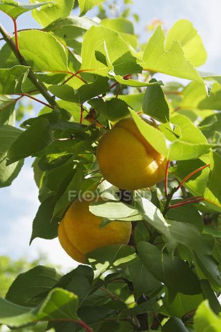 Peaches gowing on tree — Stock Photo