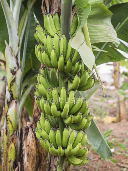 Bananen wachsen auf Pflanzen — Stockfoto