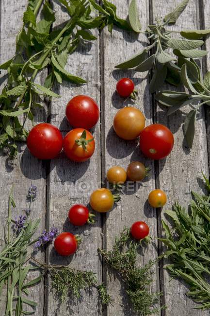 Frais cueillis Diverses tomates — Photo de stock