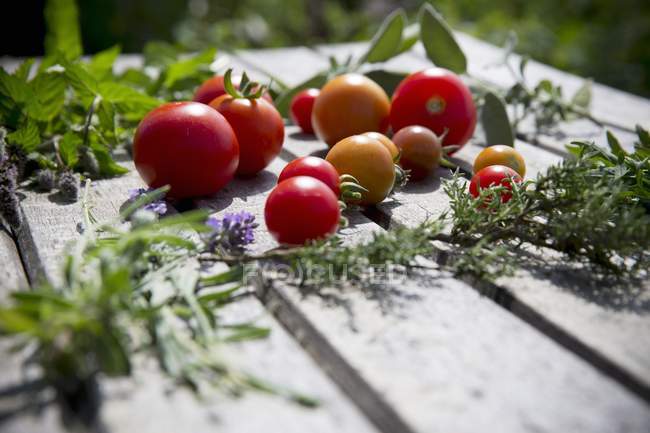 Свежие сорванные помидоры — стоковое фото