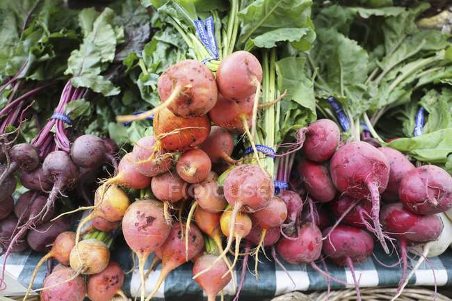 Fresh colorful beetroot in bundles — Stock Photo
