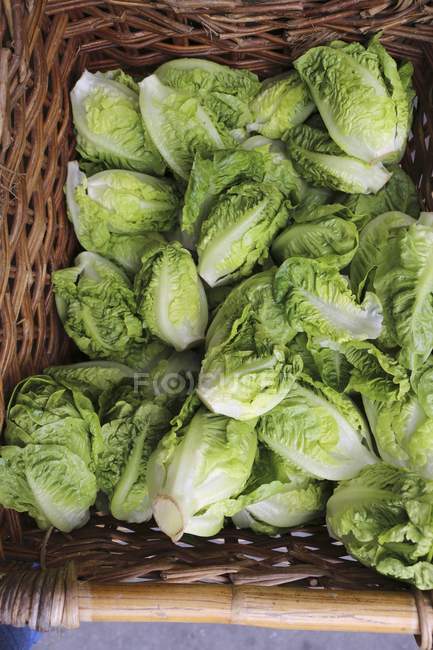 Organic little gem lettuces — Stock Photo
