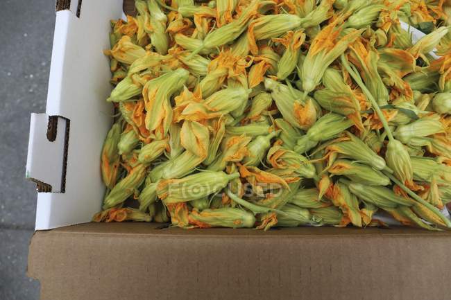 Pumpkin and courgette flowers — Stock Photo