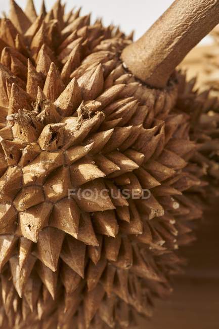Primo piano vista di durian frutta asiatica — Foto stock