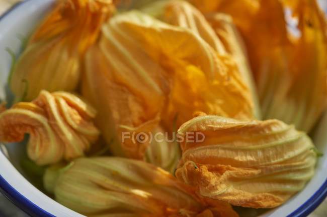 Frische Zucchini-Blüten — Stockfoto