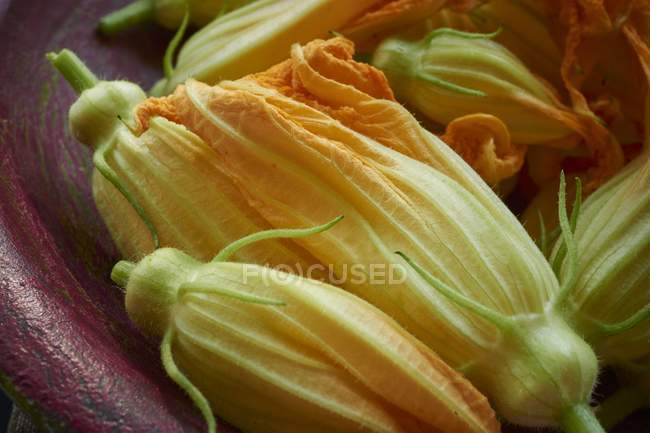 Fleurs de courgette fraîches — Photo de stock