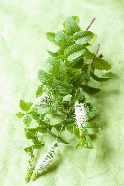 Fresh mint with flowers — Stock Photo