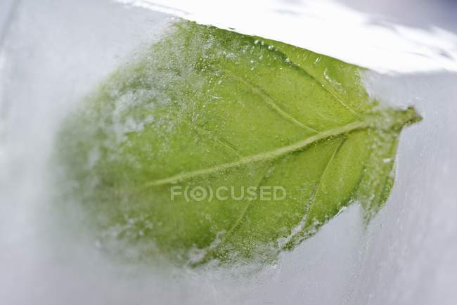 Замороженный лист базилика — стоковое фото