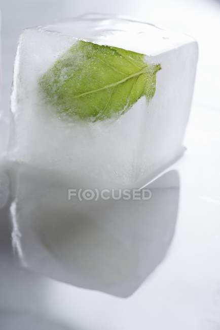 Manjericão congelado folha — Fotografia de Stock