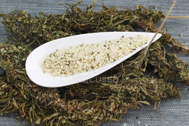 Dried hemp and dish — Stock Photo
