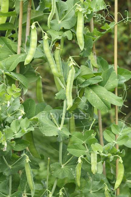 Pea pods on a plant outdoors — Stock Photo
