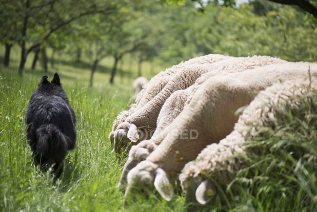 Sheep dog walking past lambs — Stock Photo