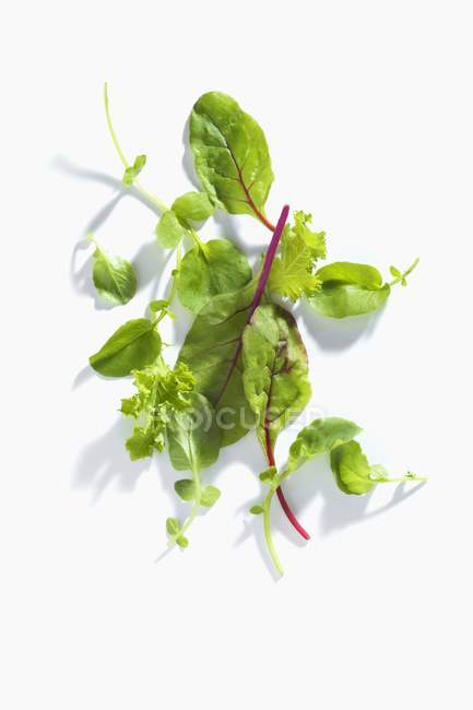Fresh Wild herbs — Stock Photo