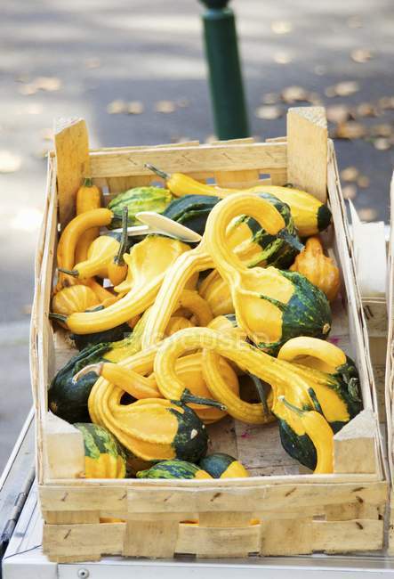 Green and yellow ornamental squash — Stock Photo